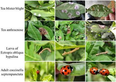 Tea leaf disease and insect identification based on improved MobileNetV3